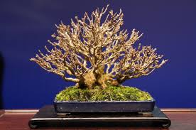九霞園 naturellement bonsai 盆栽 les petits bonsai mame bonsai bonzai