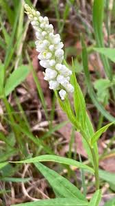 Image result for Polygala nematophylla