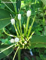 Image result for Oxyanthus latifolius