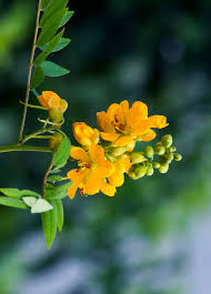 Image result for Senna occidentalis