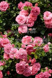 Image result for Rosa sp.