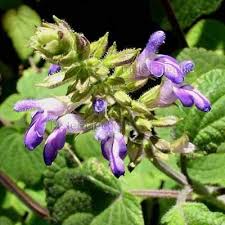 Salvia Micrantha 10 Seeds Tall Upright Yucatan Sage Rare Sale Really Great Plant Nothing Eats It Silvery Green Foliage Salvia Planting Flowers Plants
