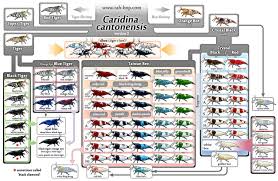 Shrimp Family Tree Project Pt 1 Caridina Cantonensis