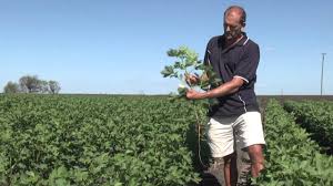 Cotton Growth Stages First Flower