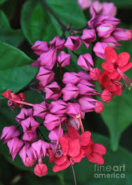 Discover savings on patio & garden items & more. Bleeding Heart Vine Macro Photograph By Carol Groenen