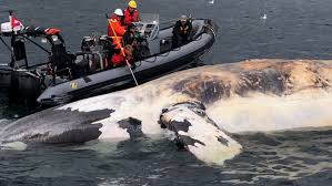 Discover the majestic world of canadian nova scotia while admiring the vast diversity of ocean life. Seventh North Atlantic Right Whale Found Dead In Gulf Of St Lawrence Ctv News