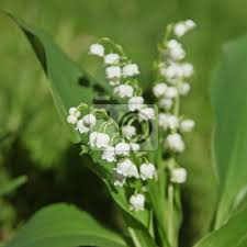 It's a very prolific variety that is great in salads and also for munching. Brin De Muguet Au Jardin Peintures Murales Tableaux La Fete Du Travail Fete Nationale Muguet Myloview Fr
