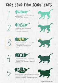 Gaia Veterinary Centre Is Your Cat Overweight