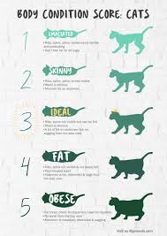 gaia veterinary centre is your cat overweight