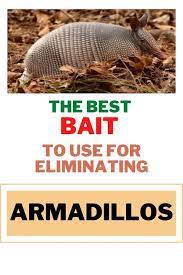 The Best Bait To Use For Eliminating Armadillos Armadillo Bait Best