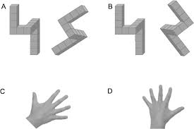 Garbino, guilherme s.t., et al. The Association Between Mental Rotation Capacity And Motor Impairment In Children With Obesity An Exploratory Study Peerj
