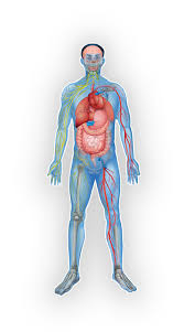 This diagram depicts male body organs diagram. Meridian Chart For Teeth Groton Wellness