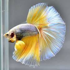 Male Betta Half Moon Yellow Mustard 07 From Thailand Betta Fish Tank Betta Fish Fish Tank