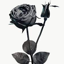 Monotone Blooming Rose Design Element Free Image By Rawpixel Com Adj Rose Illustration Blooming Rose Rose Art