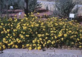 Texas Superstar Lantana Plant Lantana Lantana Texas