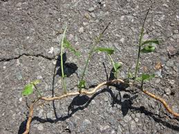 Image result for Maytenus chasei