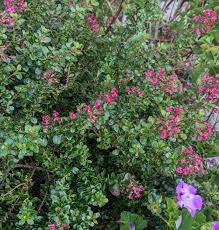 Image result for Escallonia