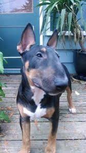Black And Brown Terrier Dog Black And Tan Bull Terrier Bull Terrier Boxer Dogs English Bull Terriers