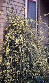 Image result for Jasminum pauciflorum