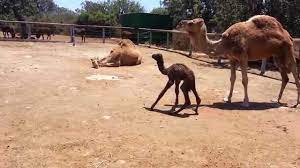 How to decode your baby's cough. Baby Camel First Steps Youtube