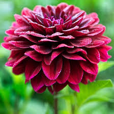 Maybe you would like to learn more about one of these? Summer Flowers And Bulbs Better Homes Gardens