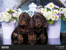 Dreamstime is the world`s largest stock photography community. Dachshund Puppy Brown Image Photo Free Trial Bigstock