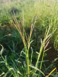 Image result for Digitaria velutina