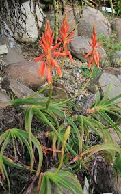 Image result for Aloe inyangensis