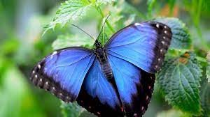 Das schmetterlingshaus war lange zeit wegen dem coronavirus geschlossen gewesen. Schmetterlingshaus Maximilianpark Hamm
