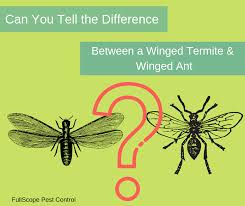We live and work here, just like you do. Termites Or Ants Can You Tell The Difference Fullscope Pest Control