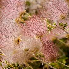 Image result for Iphigenia pauciflora