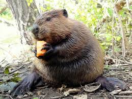 Beaver Sitting Niedlich