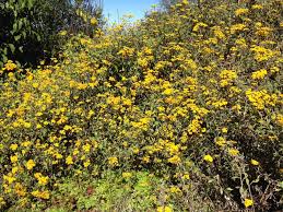 Image result for Acanthopale pubescens