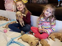 Dachshund puppies colorado for sale. Akc Dachshund Puppies For Sale Cream Doxie Luv