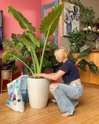 گل و گیاه on instagram نظرتون چیه خیلی خوشکله گیاه طبیعی آلوکازیا سبز یا بابا آدم با برگهای پهن جذاب نیازها نور مناسب پشت پنجره و در محیط روشن اپارتما