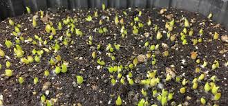 For cactus enthusiasts, growing cactus from seeds is rewarding though it requires patience as they sometimes take longer to thrive. Baby Ferocactus Wislizeni Cactus