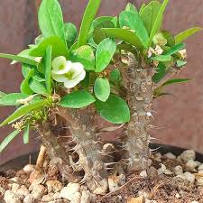 Image result for Euphorbia pfeilii