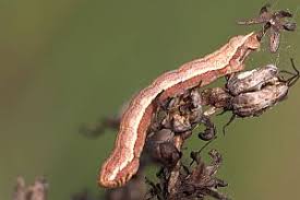 Image result for Aplocera efformata