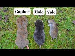 How To Identify If You Have Gophers Moles Or Voles Digging Up Your Yard Youtube Mole Gopher Moles In Yard