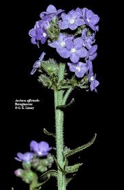 Image result for Boraginaceae