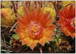 Many people start out with cactus as a gift plant and don't think much about cactus propagation. Ferocactus Wislizeni Subsp Ajoensis Cactaceae A New Subspecies From South Western Arizona