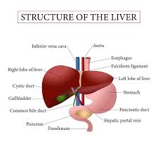 Thus, it is important to that you know the exact location of liver pain. The Liver Queensland Health