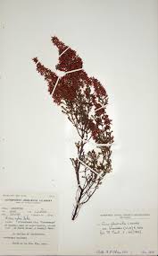 Image result for Erica pleiotricha