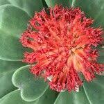 Image result for Kleinia grantii