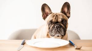 In general, older french bulldogs need slightly less food than their young counterparts. The Best Food For My French Bulldog Puppy Best Dog Food For Frenchies With Sensitive Stomachs Alpha Pets Uk