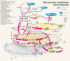 Glucose Metabolism Diagram Intermediary Metabolism