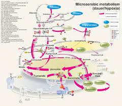 glucose metabolism diagram intermediary metabolism