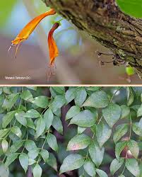 Image result for Halleria lucida