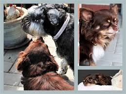 Ich suche für meine fellnase knut in ländlicher gegend mit viel platz zum toben und. Neues Zuhause Hund Muffin Hat Es Toll Getroffen Tierschutz Hildesheim Und Umgebung E V