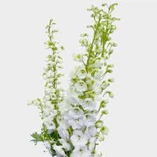 3:39 gardening 4u 4 507 262 просмотра. Hybrid Delphinium White Flowers Wholesale Blooms By The Box